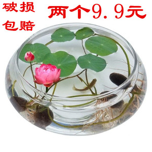玻璃花瓶水培碗莲铜钱草水仙花盆 花卉绿植水养客厅阳台桌面装饰摆件