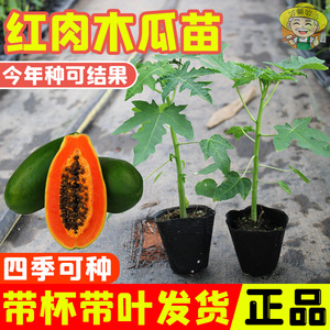 南方四季种植大青红肉冰糖红心木瓜树苗水果木瓜苗