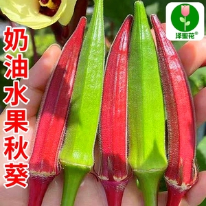 奶油红秋葵种子 高产黄秋葵籽 四季可种 阳台盆栽蔬菜种子大全