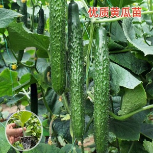密刺水果绿皮黄瓜苗 南瓜丝瓜苦瓜秋葵等优质蔬菜苗出售