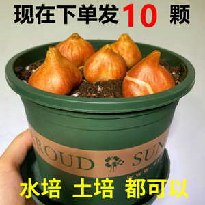 进口郁金香种球大球花卉盆栽 秋冬耐寒四季种植 土培水培种子10颗