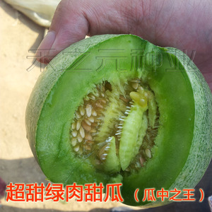 绿宝石羊角蜜超甜甜瓜种子 春季四季种植 香瓜种籽大全 优质秧苗西瓜籽