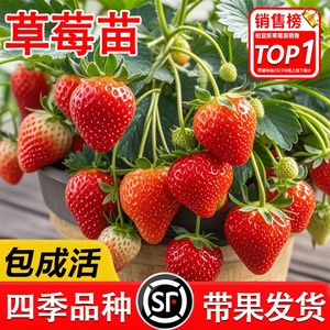红颜奶油草莓苗盆栽 带花带果 室内外阳台庭院种植 四季结果