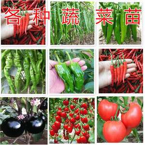 优质蔬菜苗盆栽套装：薄皮青辣椒苗 小米黄瓜 茄子 小番茄圣女果 西瓜苗