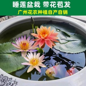 黑美人睡莲盆栽 带花苞四季开花 室内阳台水培荷花植物