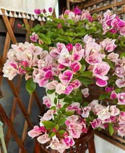 9.9包邮勤花三角梅盆栽小苗四季开花好养活爬藤植物庭院花卉