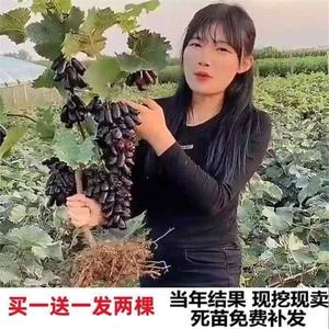 无籽蓝宝石葡萄树苗 当年结果 南北适宜 庭院爬藤植物 包成活