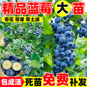 当年结果特大号绿宝石蓝莓树苗 阳台盆栽大果树 南北皆宜带果发货