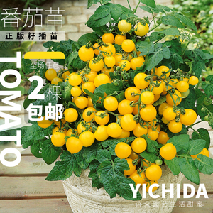 YICHIDA进口传家宝小番茄苗盆栽西红柿苗优质蔬菜苗