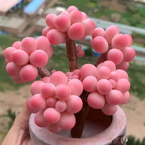 多肉植物糖果桃蛋腰子蛋老桩套餐 室内桌面盆栽 净化空气绿植