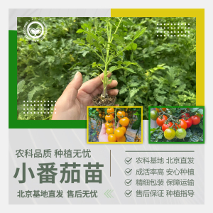 农科院矮生小番茄苗盆栽 圣女果小西红柿苗 四季阳台水果蔬菜种植