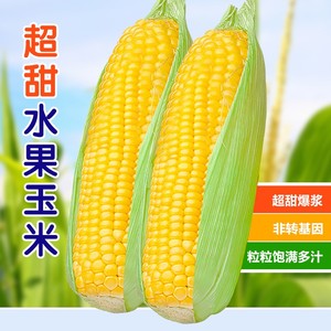 国审高产早熟水果玉米种子 良种杂交甜糯种籽 白甜蔬菜种子大全