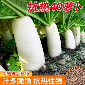 耐热夏抗40度高品质白萝卜樱桃凤梨水果萝卜种子秋播大全
