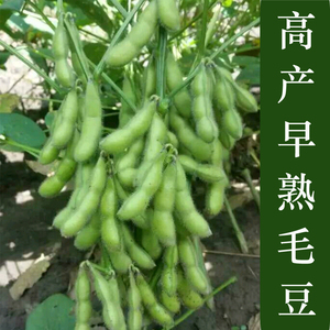 青食毛豆种子 大粒早熟 家庭盆栽庭院易种 五谷杂粮青豆种