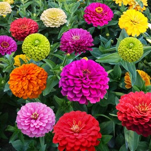 七彩重瓣百日草花种子 四季开花 百日菊花籽 庭院室外种植优选