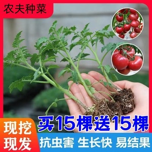 四季种植辣椒朝天椒番茄圣女果茄子黄瓜西红柿苗薄荷阳台盆栽蔬菜