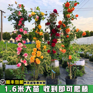 四季开花浓香型蔷薇月季花苗 特大花大苗 欧月爬藤攀援植物