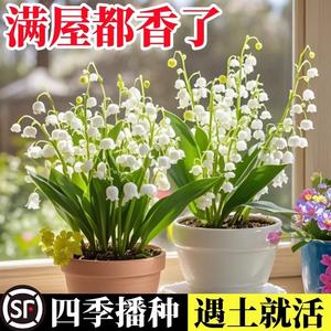 耐寒铃兰花苗盆栽 带芽带根种球 四季开花室内室外郁金香绿植
