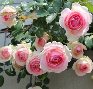 粉色龙沙宝石藤本月季 阳台庭院花卉盆栽苗 攀援植物