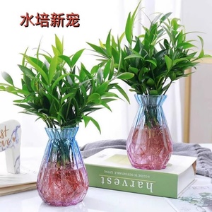 四季好养驱蚊竹柏绿植盆栽 水培室内客厅花卉 天然驱蚊竹