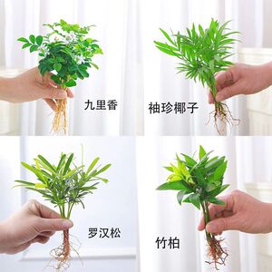 DIY盆栽小苗 罗汉松 袖珍椰子 绿萝 竹柏 九里香水培植物