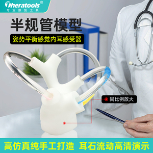人体解剖教具 内耳结构半规管耳石模型 动态骨骼耳蜗脑神经教学模型