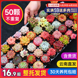 室内多肉植物组合盆栽 带盆带桩大颗 多品种好养活 营养土配送
