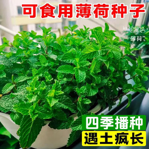 四季可食用薄荷种籽 留兰香柠檬猫薄荷 阳台盆栽驱蚊植物