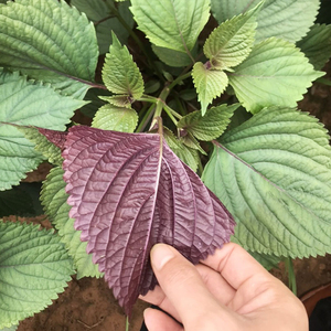 新鲜紫苏种子 可食用双面紫苏籽 阳台种菜必备 苏麻野菜秧苗