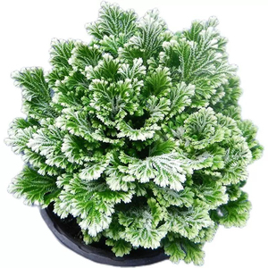 九死还魂草中药材盆栽遇水即活不死草还阳草卷柏