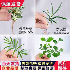 迷你小绿植盆栽 水培罗汉松白掌红掌绿萝竹柏九里香网纹草小苗