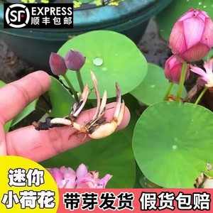 四季开花碗莲种藕根茎带芽小型花苗室内水培荷花睡莲盆栽