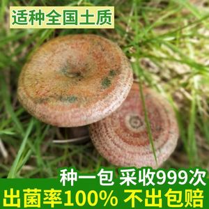 野生乌枞菌黄枞菌家用种植盆栽 四季阳台种植易养活