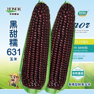 禾之元黑甜糯631紫水果玉米种子 四季春播黑糯玉米种籽 甜糯米种