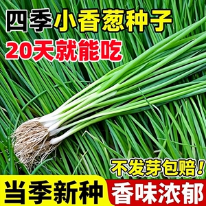 四季种植小香葱种子 红根葱头家用盆栽蔬菜种籽 大葱小葱分葱种