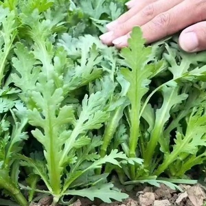 大叶茼蒿菜四季可种 阳台庭院盆栽 新鲜皇帝菜 割完又长秋冬蔬菜