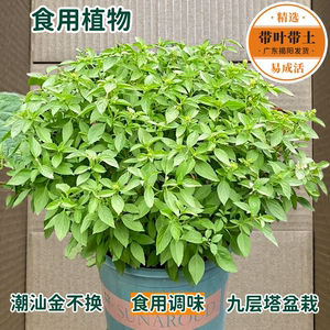 九层塔金不换罗勒盆栽 紫苏调味香料香草 室内外绿植