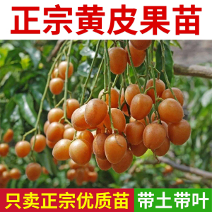 广西黄皮果树苗 无核鸡心贵妃嫁接 带泥叶盆 地栽庭院绿化大果树