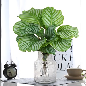 青苹果竹芋室内水培绿植 四季耐阴大叶盆栽 适合客厅办公桌