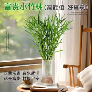 细叶富贵竹 招财发财竹 四季常青桌面绿植 净化空气水培植物