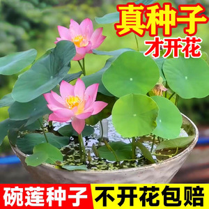 四季水培碗莲睡莲荷花种籽 种藕盆栽 铜钱草草籽