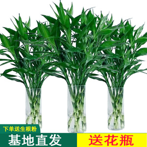 富贵竹水培绿植 客厅招财发财竹 节节高升 绿萝盆栽 室内花卉