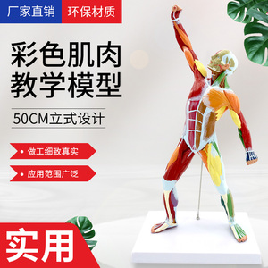 50cm全身人体浅层肌肉解剖模型 彩色运动肌肉展示标本