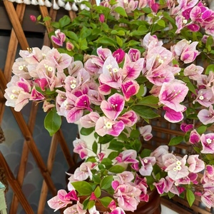 福建漳州基地直发 三角梅原生小苗袋苗花苗 品种大全包对版