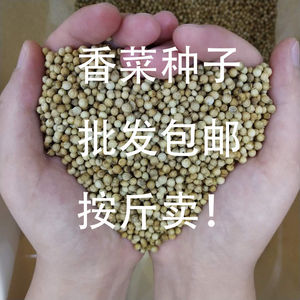 四季大叶香菜种子 耐寒耐热包邮 阳台室内种植芫荽蔬菜种子按斤售