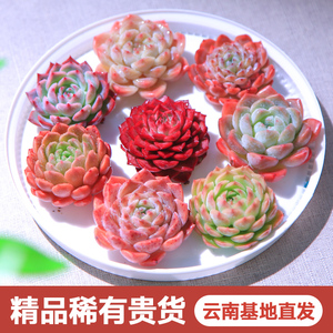 云南发货高端精品精控贵货多肉植物组合小盆栽群生多头桃蛋麦秆