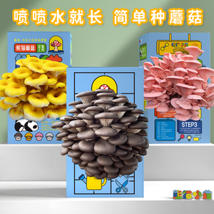 蘑菇盒子室内家庭学校种植平菇菌包礼盒装