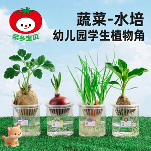 幼儿园自然角蔬菜水培块茎类盆栽苗 儿童科学观察种植套装